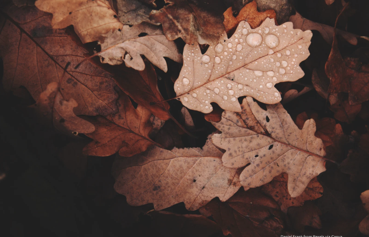 Autumn / Winter Lecture Series 2025/6