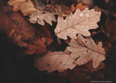 Autumn / Winter Lecture Series 2025/6